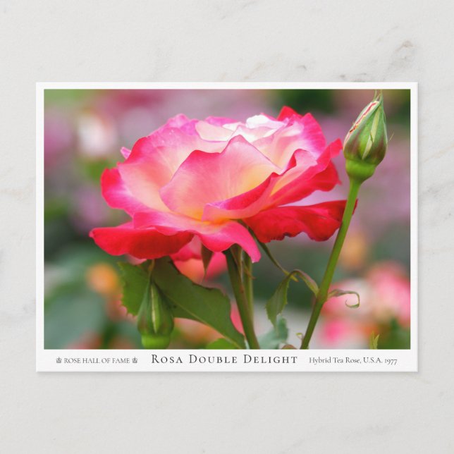 Rosa Double Delight Postcard (Front)