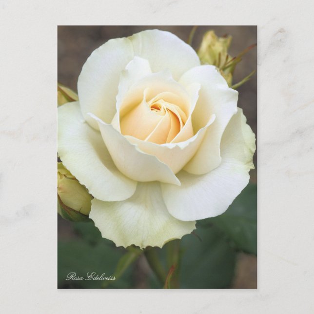Rosa Edelweiss：Postcard Postcard (Front)