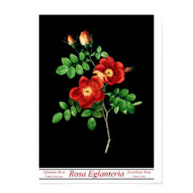 Rosa Eglanteria Black Poster