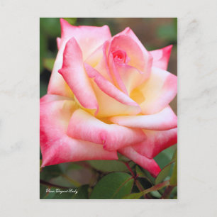 Rosa Elegant Lady Postcard