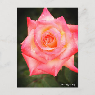 Rosa Elegant Lady Postcard
