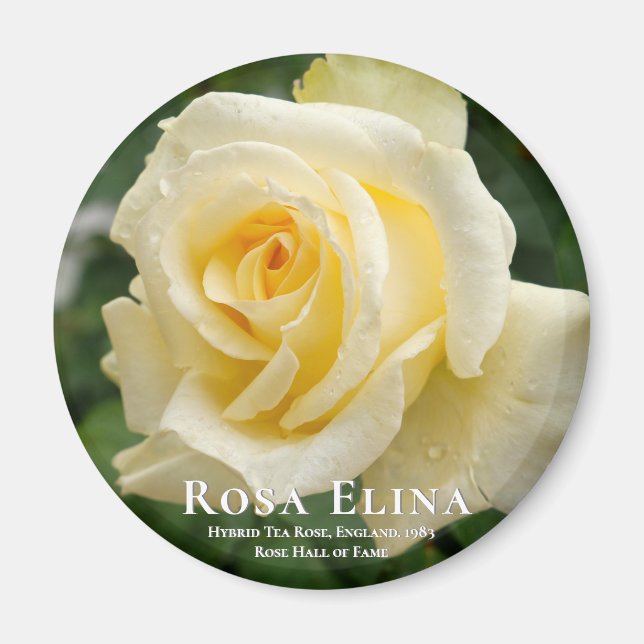 Rosa Elina Magnet (Front)