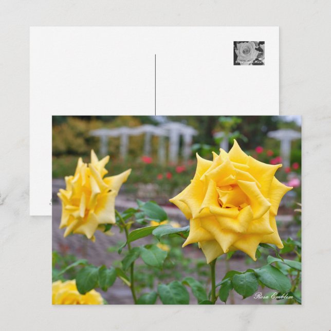 Rosa Emblem Postcard (Front/Back)