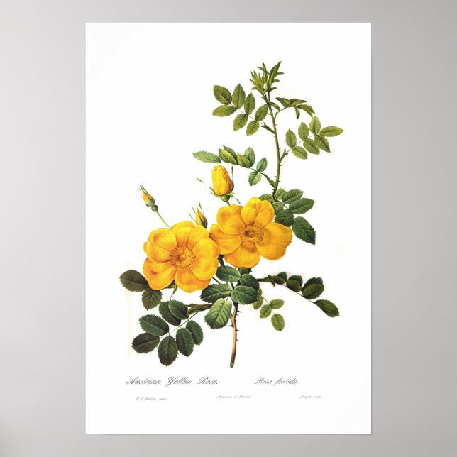 Rosa foetida poster (Front)