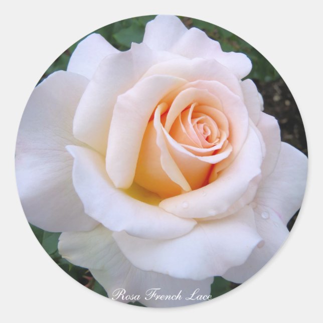 Rosa French Lace：Round Seal (Front)