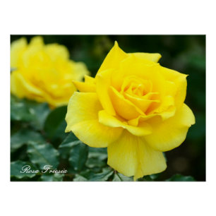 Rosa Friesia: Perfect Poster