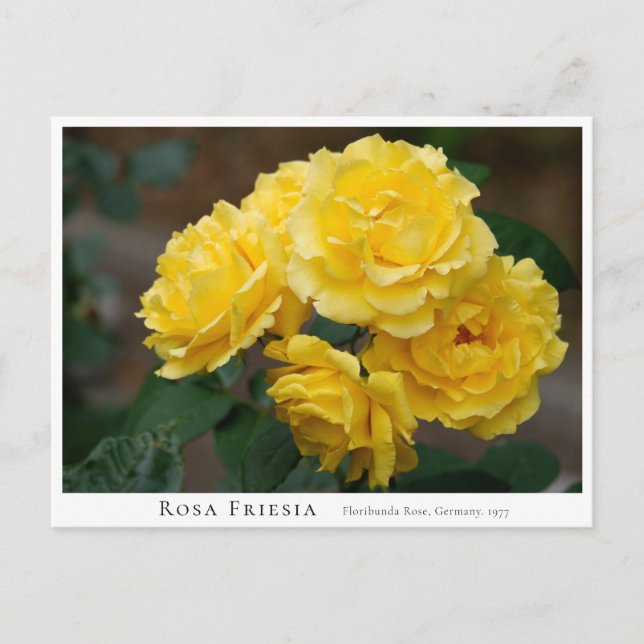 Rosa Friesia Postcard (Front)