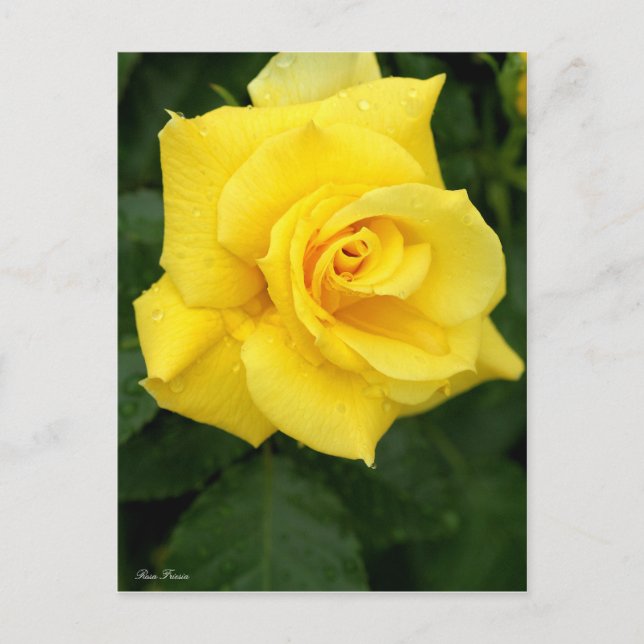 Rosa Friesia: Postcard (Front)