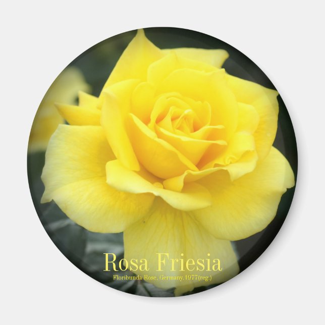 Rosa Friesia:Round Magnet (Front)