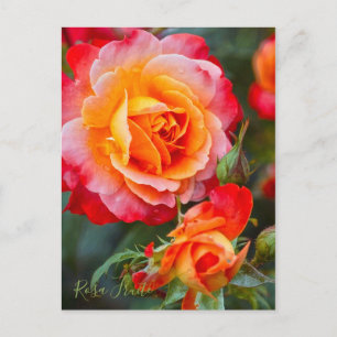 Rosa Fruite Postcard