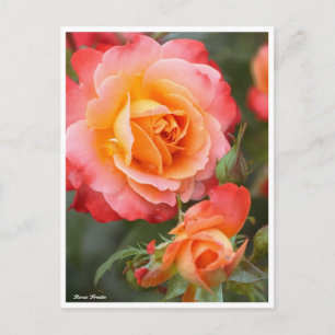 Rosa Fruite Postcard