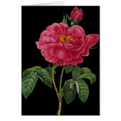 Rosa Gallica (Front)