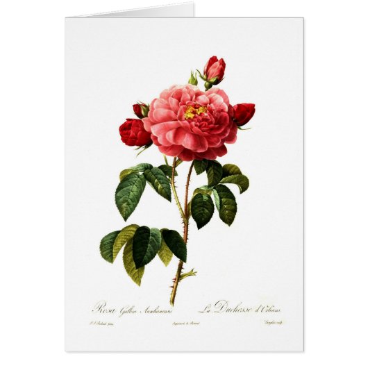 Rosa gallica aurelianensis (Front)