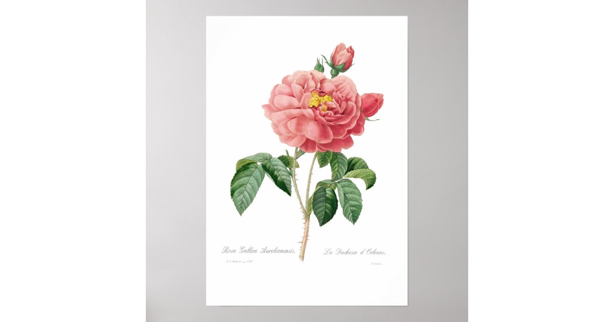Rosa gallica aurelianensis poster | Zazzle