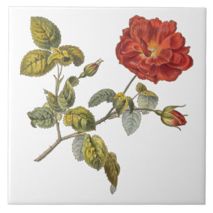 Rosa Gallica Beautiful Red Antique Vintage Rose Ceramic Tile