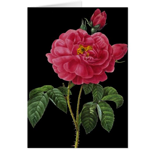 Rosa Gallica Cards (Front)