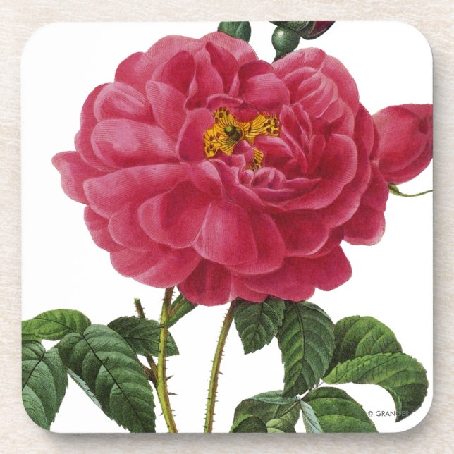 Rosa Gallica Coaster (Front)