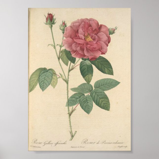 Rosa Gallica Officinalis; Rosier des Apothicaires Poster (Front)