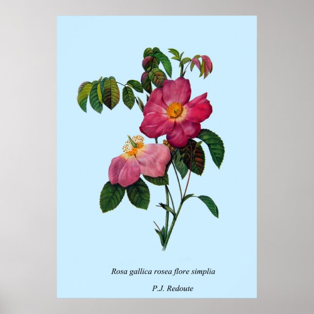 Rosa gallica,Pierre Joseph Redouté Poster (Front)