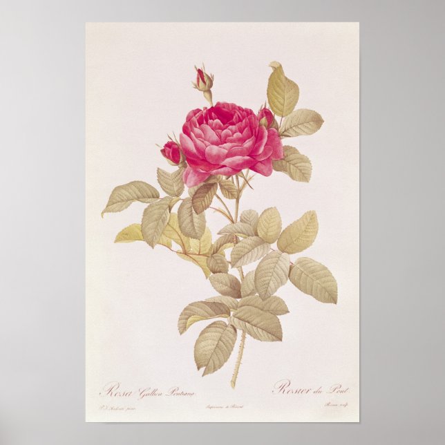 Rosa Gallica Pontiana, from 'Les Roses' Poster (Front)