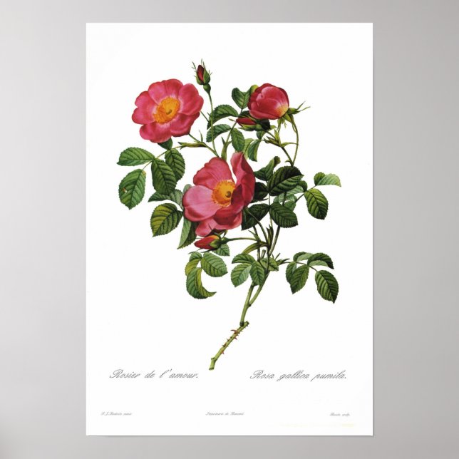 Rosa gallica pumila by Pierre-Joseph Redoute Poster (Front)