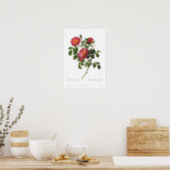Rosa gallica pumila by Pierre-Joseph Redoute Poster (Kitchen)