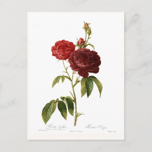 Rosa gallica purpuro_violacea magna postcard