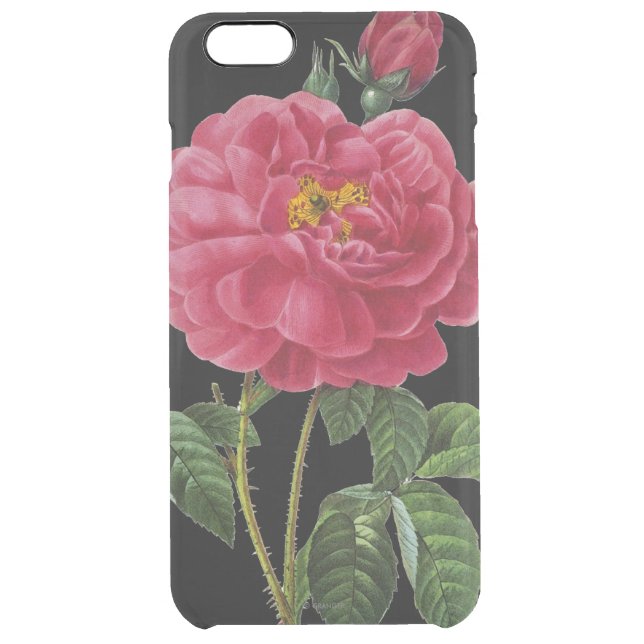 Rosa Gallica Uncommon iPhone Case (Back)