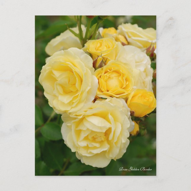 Rosa Golden Border Postcard (Front)