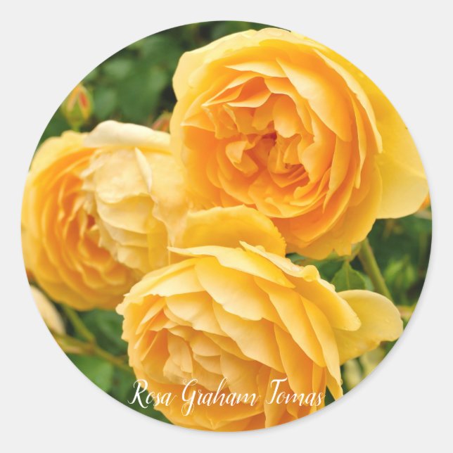 Rosa Graham Tomas [Round Seal] ラウンドシール Classic Round Sticker (Front)