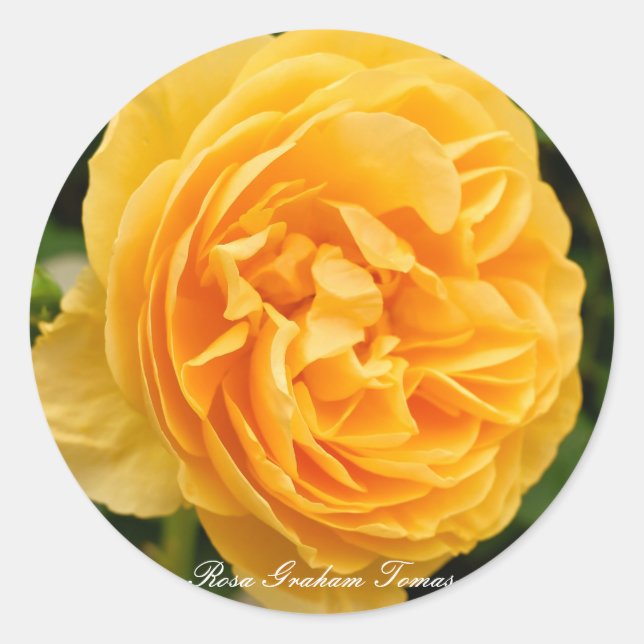 Rosa Graham Tomas [Round Seal] Classic Round Sticker (Front)