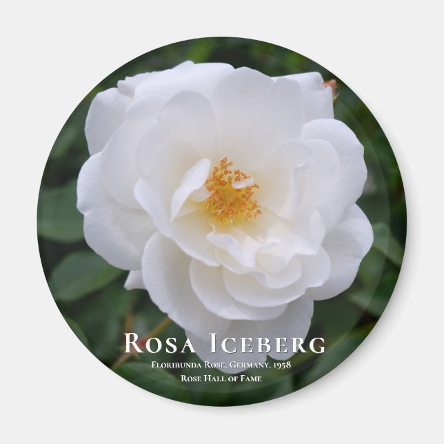 Rosa Iceberg Magnet (Front)
