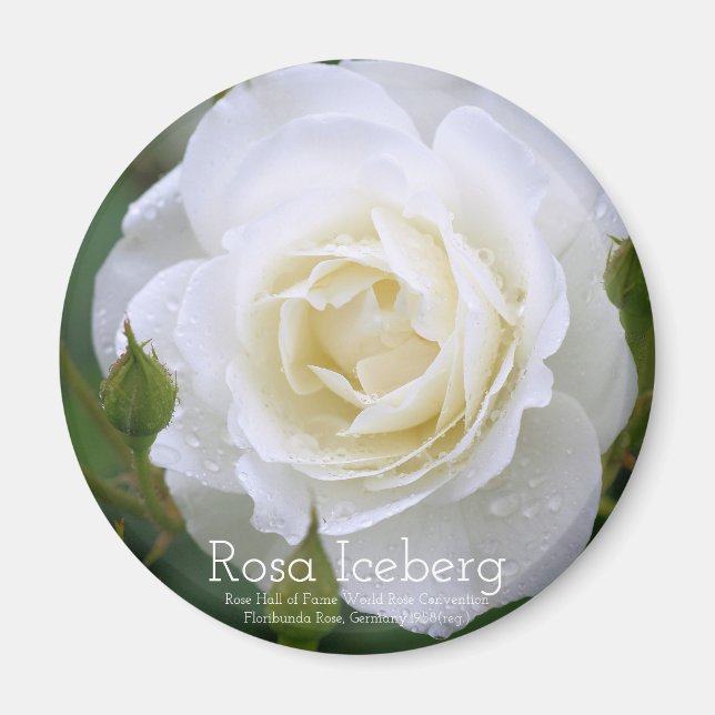 Rosa Iceberg：Round Magnet (Front)