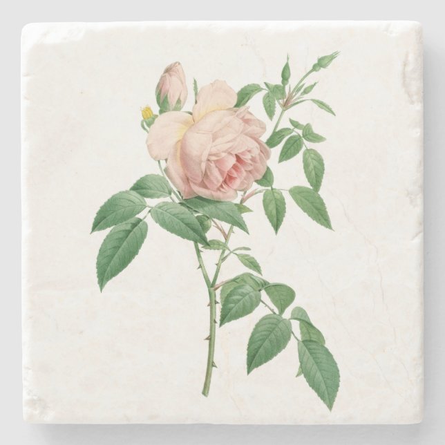 Rosa indica fragrans botanical illustration stone coaster (Front)