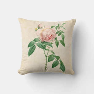 Rosa indica fragrans botanical illustration throw pillow