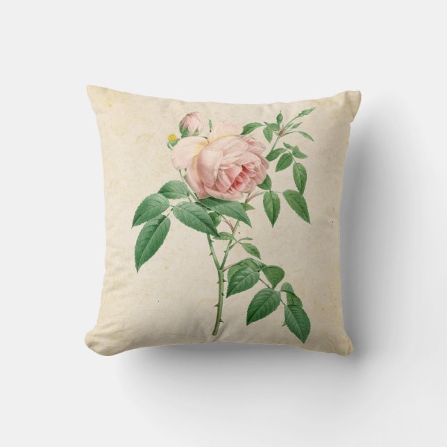 Rosa indica fragrans botanical illustration throw pillow (Front)