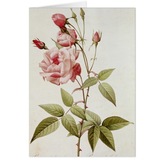 Rosa Indica Vulgaris, from 'Les Roses' (Front)