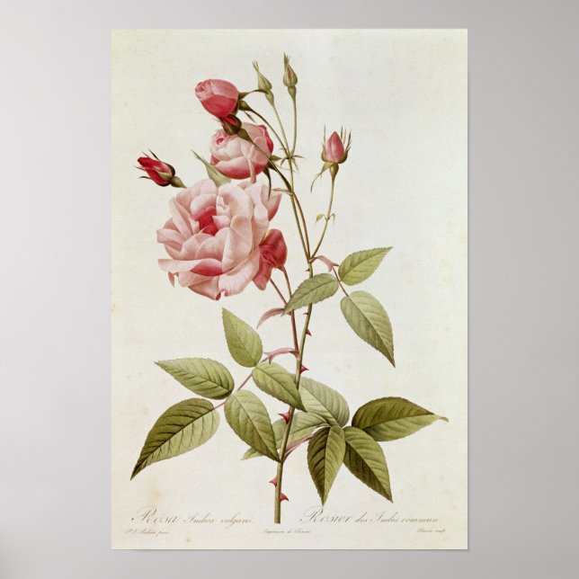 Rosa Indica Vulgaris, from 'Les Roses' Poster (Front)