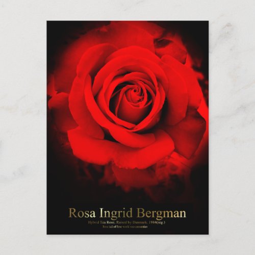 Rosa Ingrid Bergman Postcard