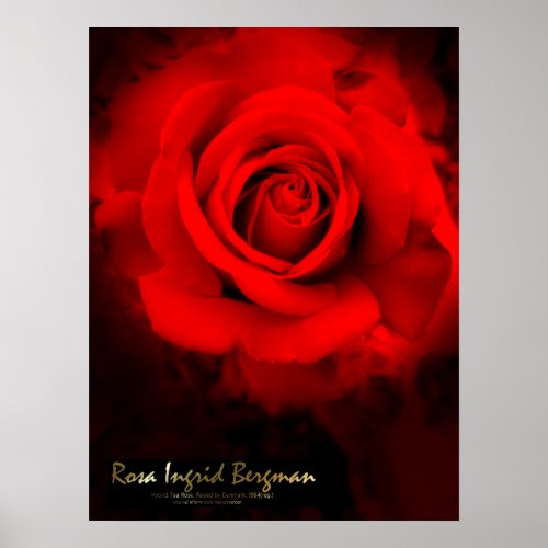 Rosa Ingrid BergmanPoster Poster