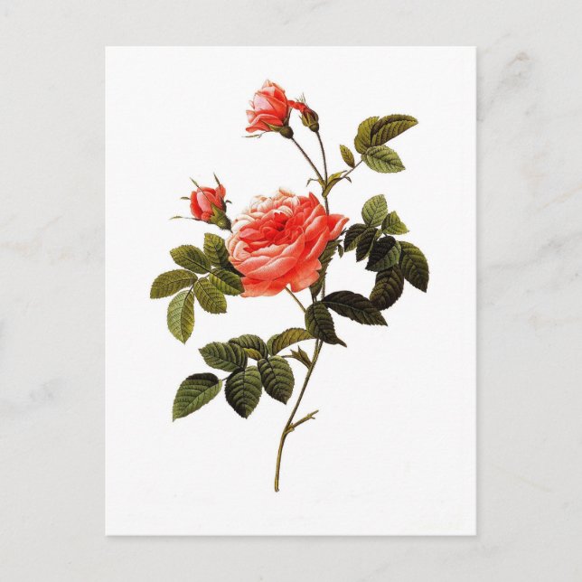 Rosa intermis postcard (Front)