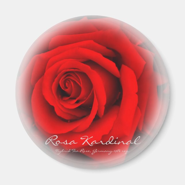 Rosa Kardinal Magnet (Front)