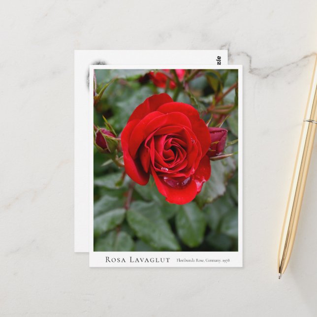 Rosa Lavaglut Postcard (Front/Back In Situ)