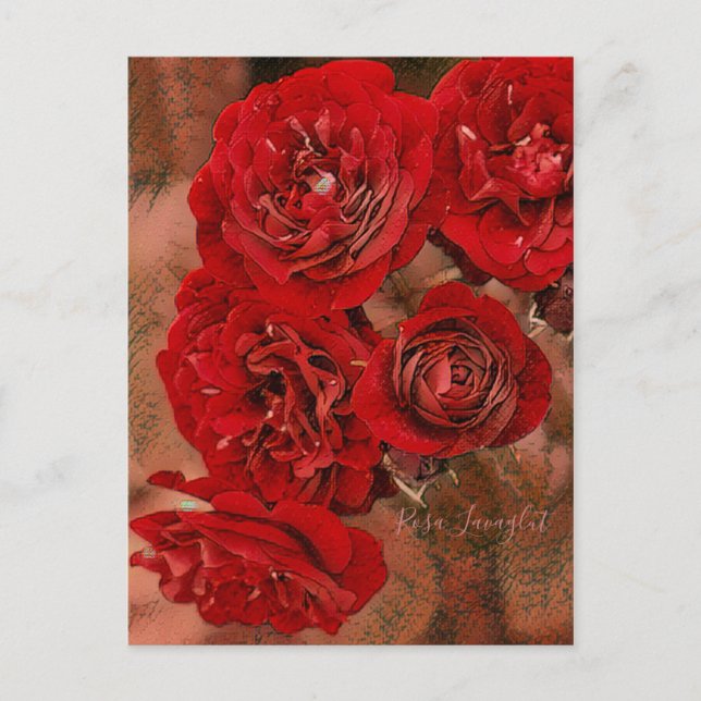 Rosa Lavaglut [Postcard] Postcard (Front)