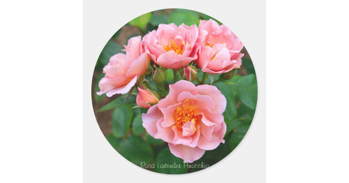 Rosa Lavender Pinocchio [Round Seal] Classic Round Sticker | Zazzle