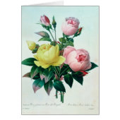 Rosa Lutea and Rosa Indica (Front)