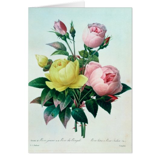 Rosa Lutea and Rosa Indica (Front)