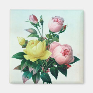 Rosa Lutea and Rosa Indica Magnet