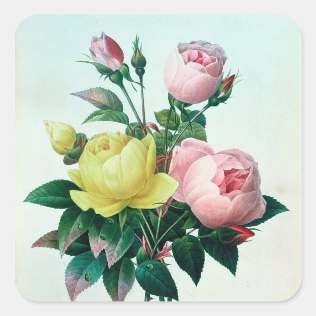 Rosa Lutea and Rosa Indica Square Sticker (Front)