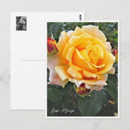 Rosa Manyo Postcard